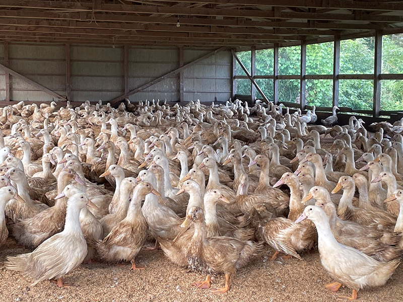 角田産のブランド鴨「野田鴨」